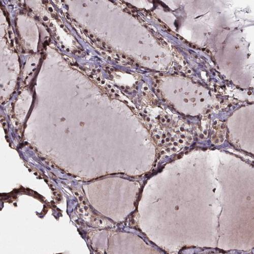 Immunohistochemical staining of human th