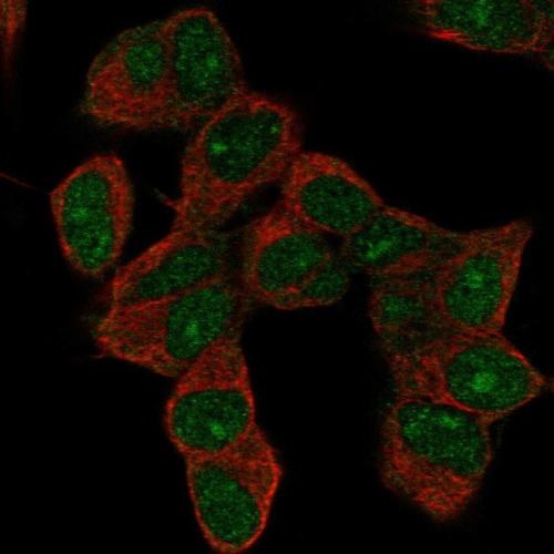 Immunofluorescent staining of human cell