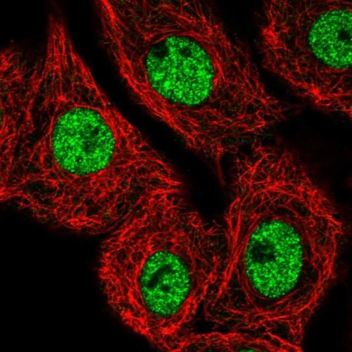 Immunofluorescent staining of human cell
