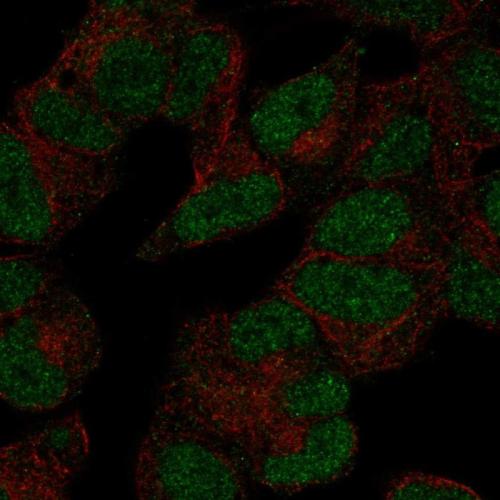 Immunofluorescent staining of human cell