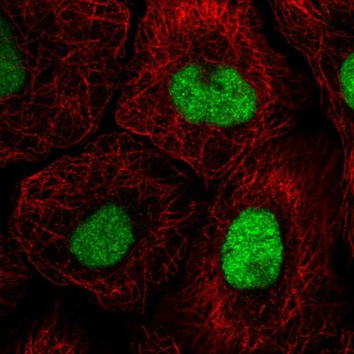 Immunofluorescent staining of human cell