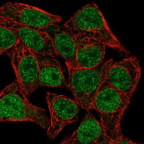 Immunofluorescent staining of human cell