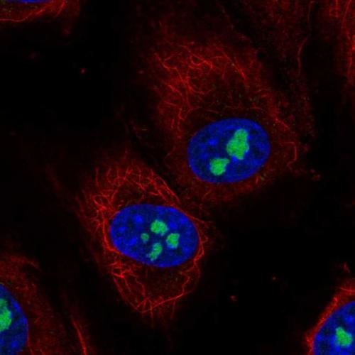 Immunofluorescent staining of human cell