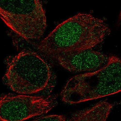 Immunofluorescent staining of human cell