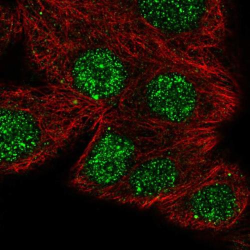 Immunofluorescent staining of human cell