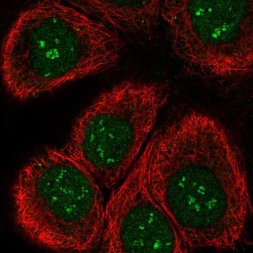 Immunofluorescent staining of human cell