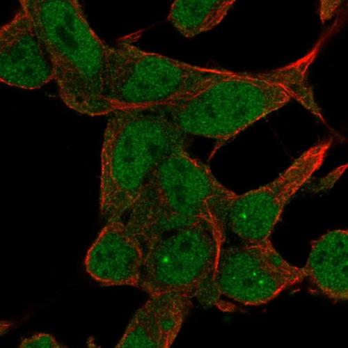 Immunofluorescent staining of human cell