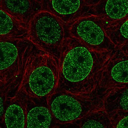 Immunofluorescent staining of human cell