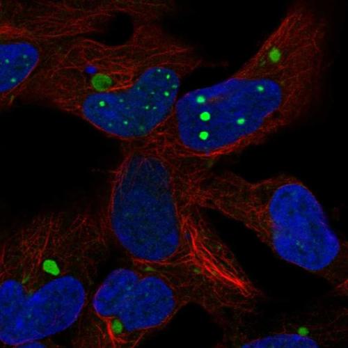 Immunofluorescent staining of human cell