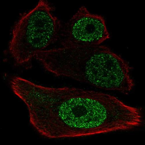 Immunofluorescent staining of human cell