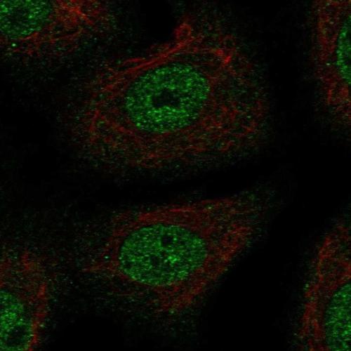 Immunofluorescent staining of human cell