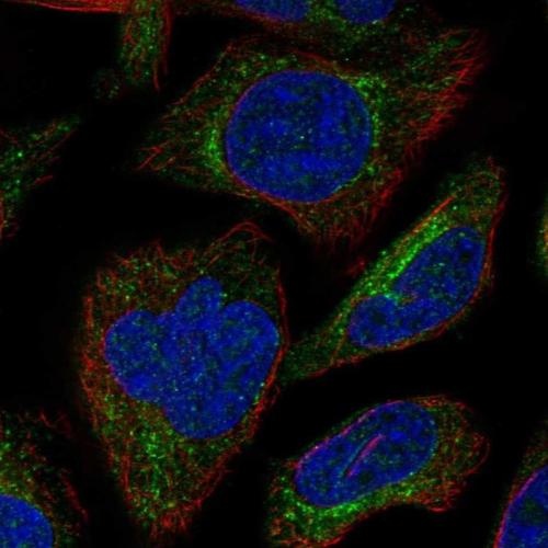 Immunofluorescent staining of human cell