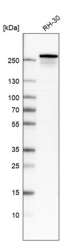 Western blot analysis in human cell line