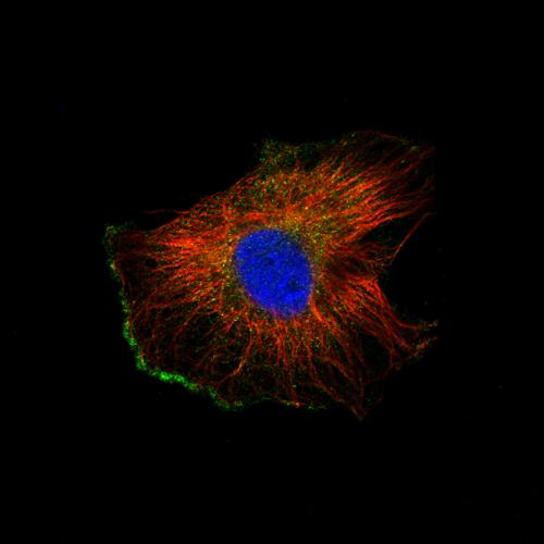 Immunofluorescence staining of U-251 cel