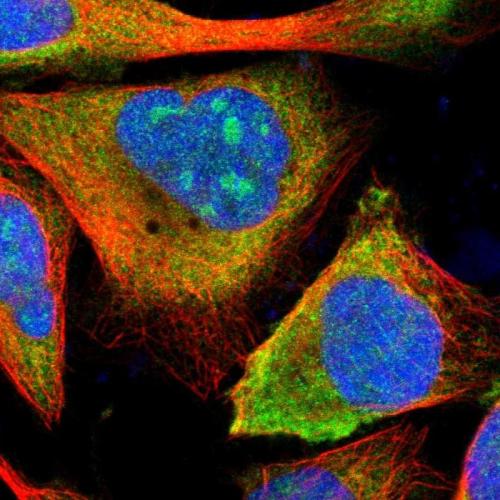 Immunofluorescent staining of human cell