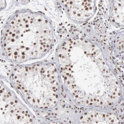 Immunohistochemical staining of human te