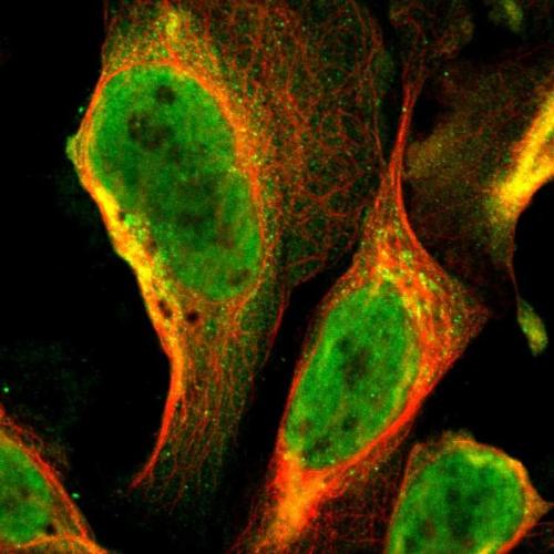 Immunofluorescent staining of human cell
