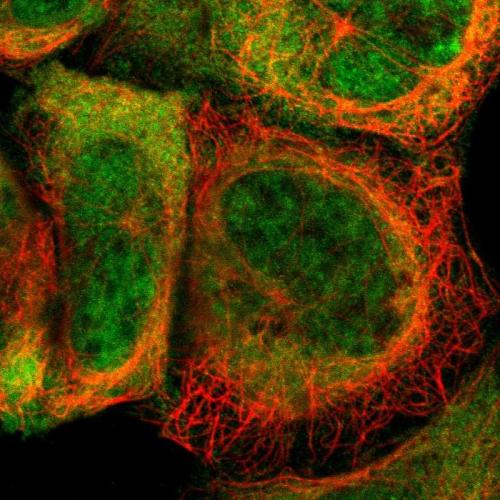 Immunofluorescent staining of human cell