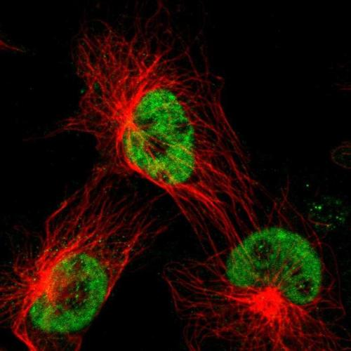 Immunofluorescent staining of human cell
