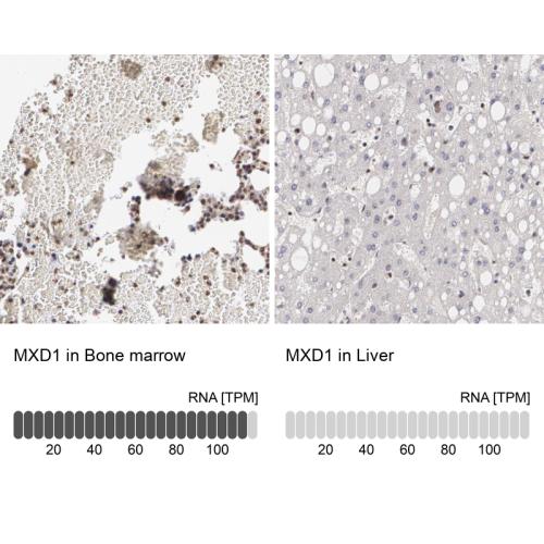 Immunohistochemistry analysis in human b