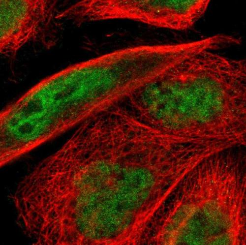 Immunofluorescent staining of human cell