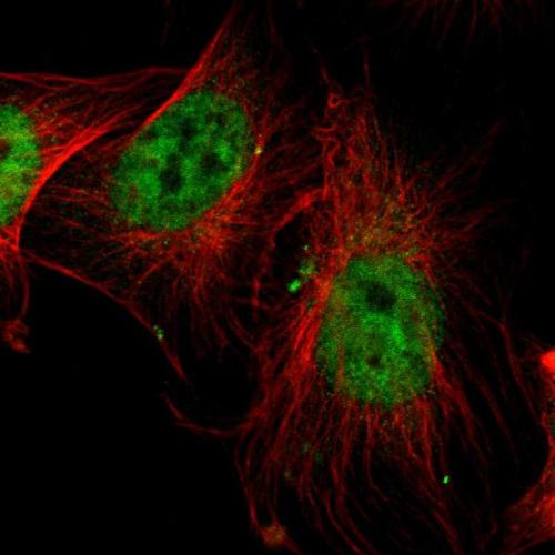 Immunofluorescent staining of human cell