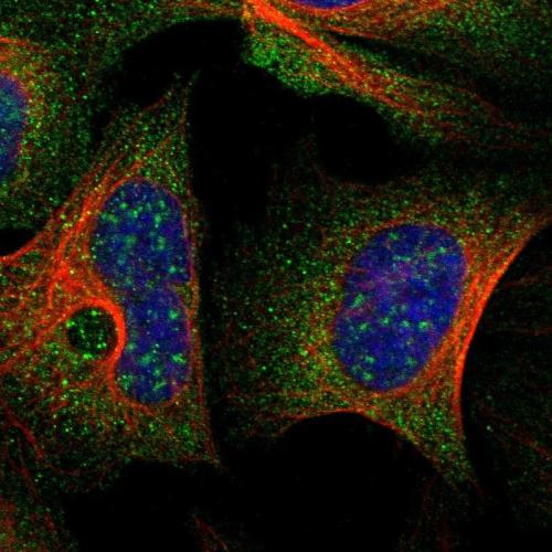 Immunofluorescent staining of human cell