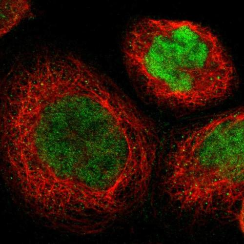 Immunofluorescent staining of human cell
