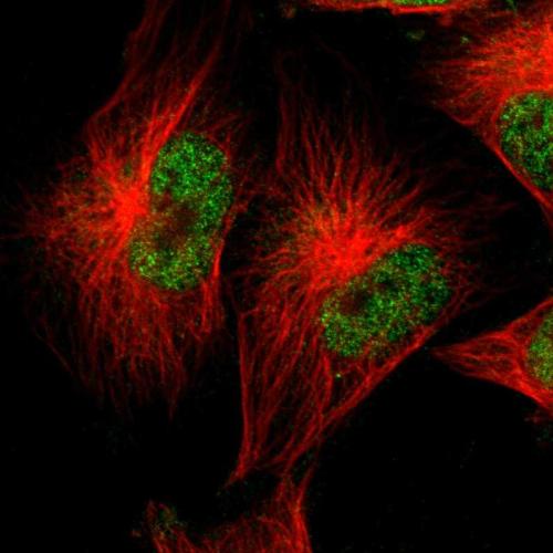 Immunofluorescent staining of human cell