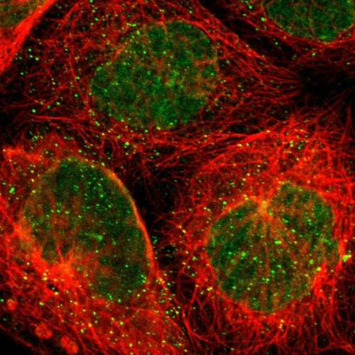 Immunofluorescent staining of human cell