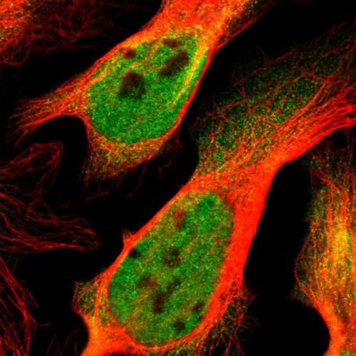 Immunofluorescent staining of human cell