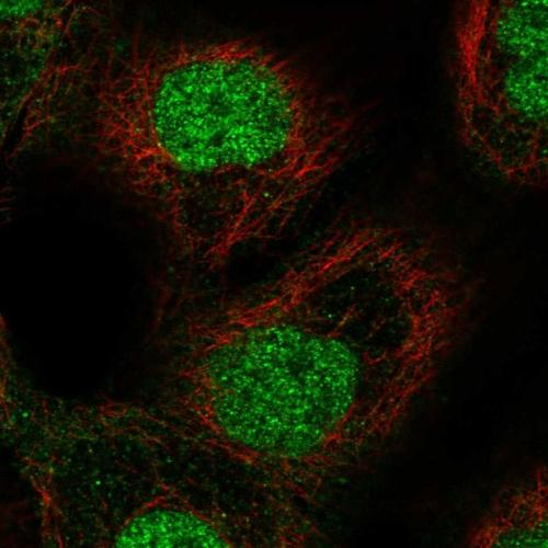 Immunofluorescent staining of human cell