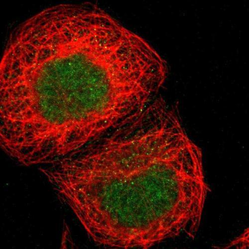 Immunofluorescent staining of human cell