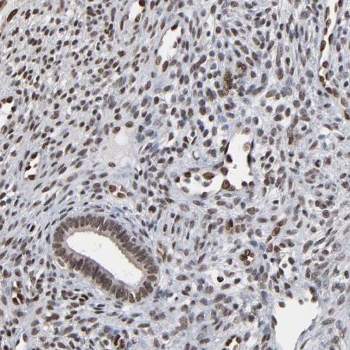 Immunohistochemical staining of human en