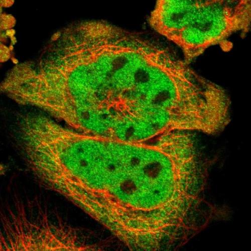 Immunofluorescent staining of human cell