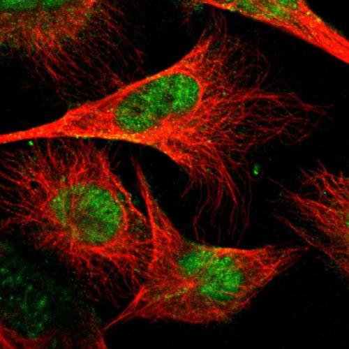 Immunofluorescent staining of human cell