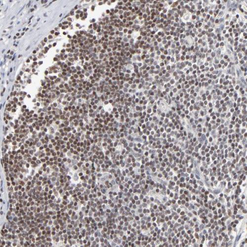 Immunohistochemical staining of human ap