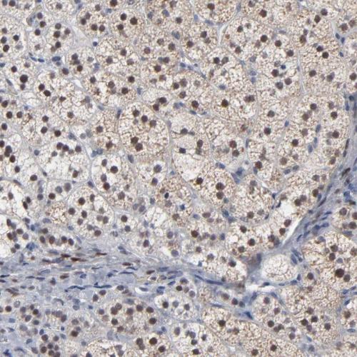 Immunohistochemical staining of human ad