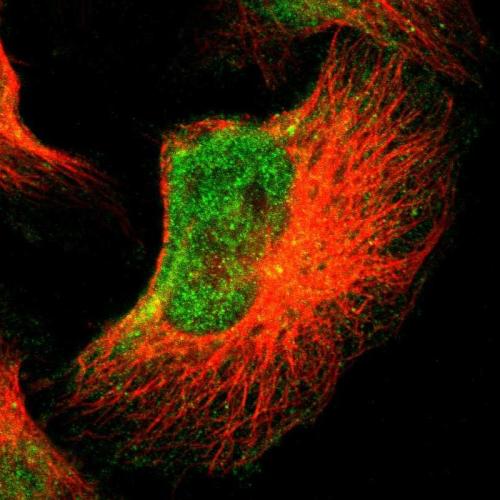 Immunofluorescent staining of human cell