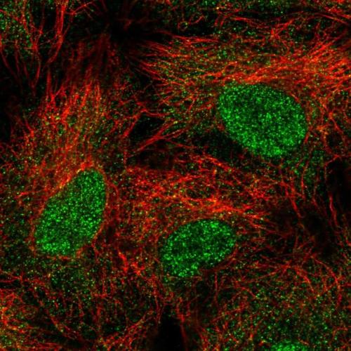 Immunofluorescent staining of human cell