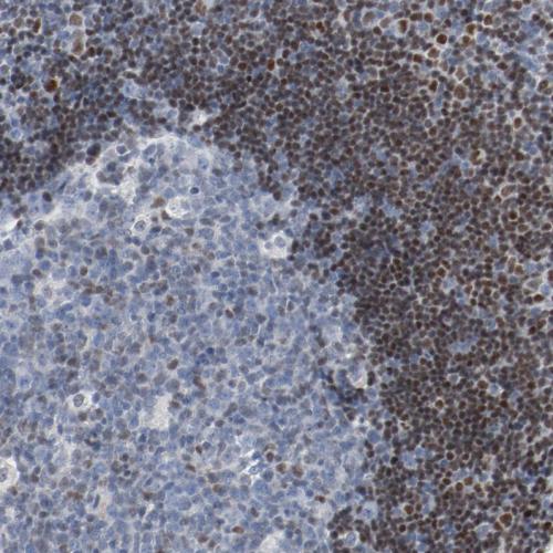 Immunohistochemical staining of human to