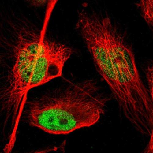 Immunofluorescent staining of human cell
