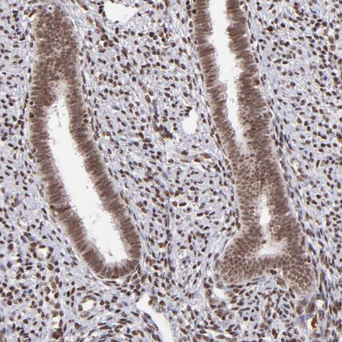 Immunohistochemical staining of human en