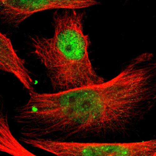 Immunofluorescent staining of human cell
