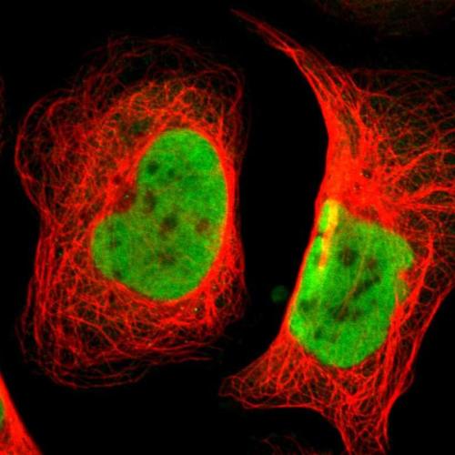 Immunofluorescent staining of human cell