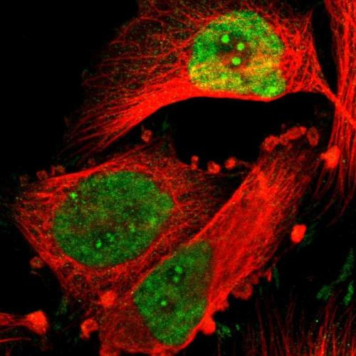 Immunofluorescent staining of human cell