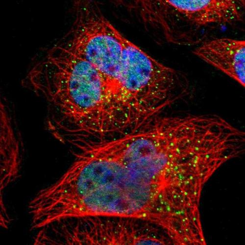 Immunofluorescent staining of human cell