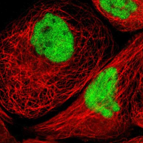Immunofluorescent staining of human cell