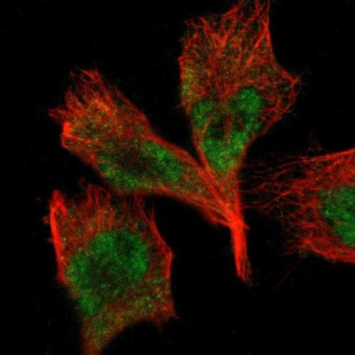 Immunofluorescent staining of human cell