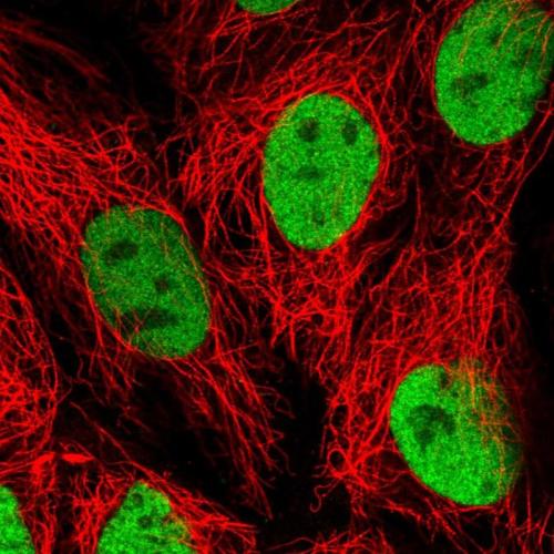 Immunofluorescent staining of human cell